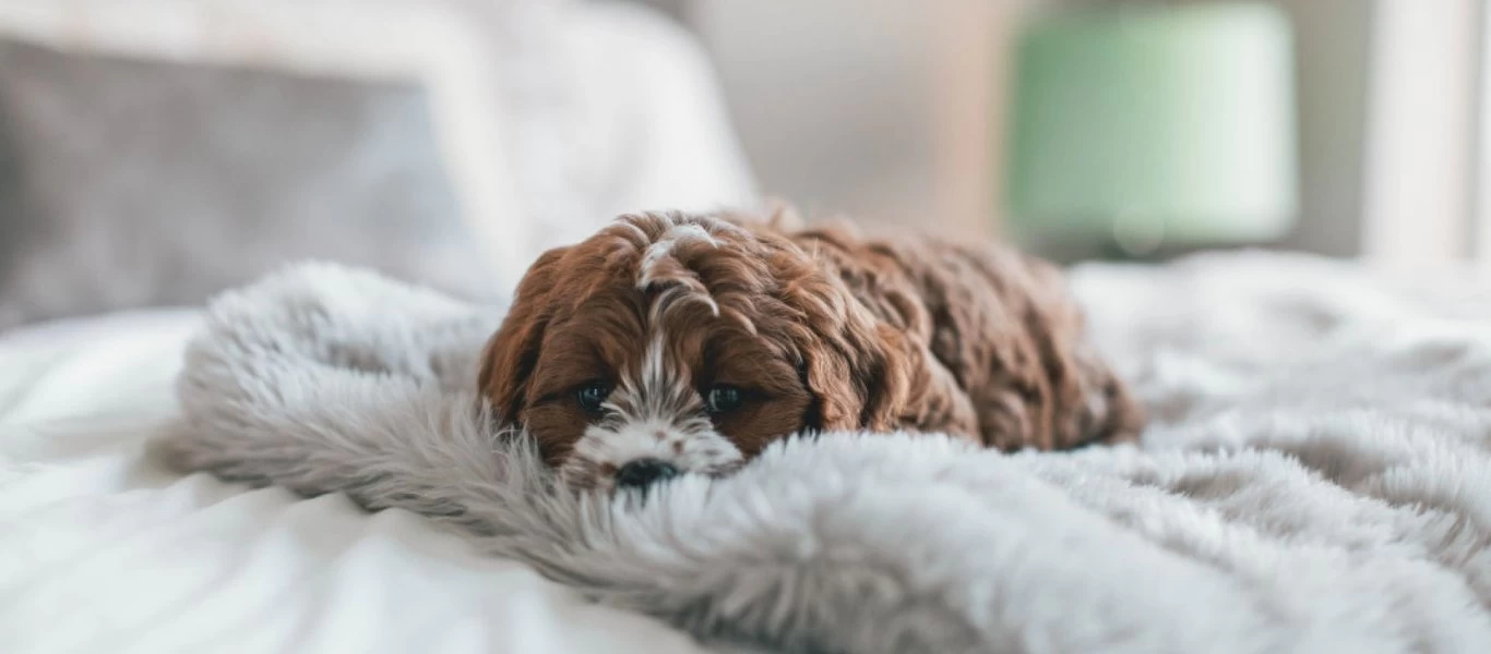 Πόσο σωστό είναι να κοιμάται το κατοικίδιο σας στο κρεβάτι